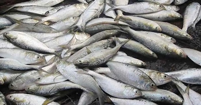 New Age | Eight-month ban on Jatka fishing begins