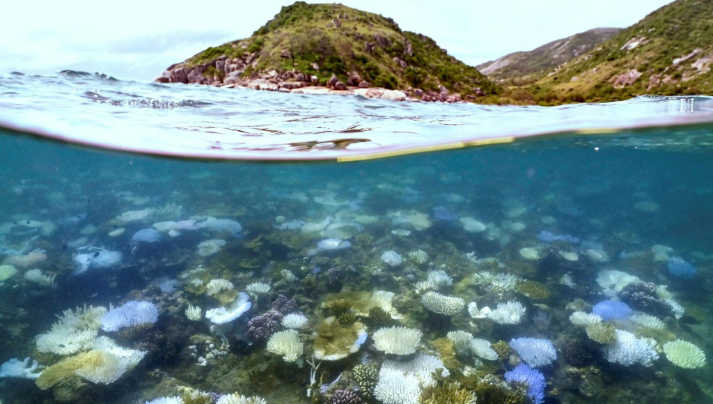 New Age | Nearly all coral reefs risk collapse in 50 years: IUCN