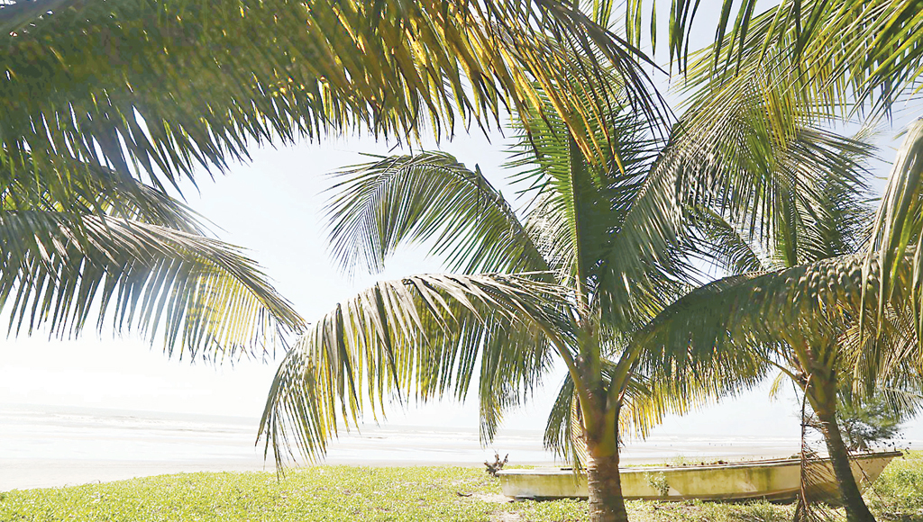 New Age | Climate change, ageing trees cause coconut yield to fall in ...